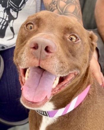 lucy ann - adopt me!