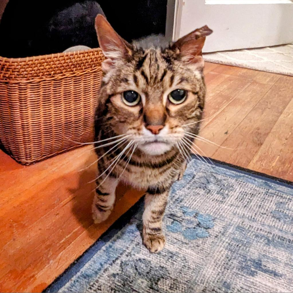 Kiki