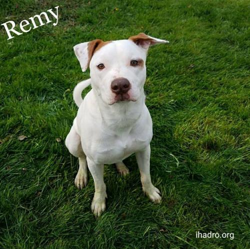 remy