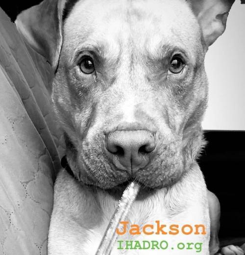 jackson